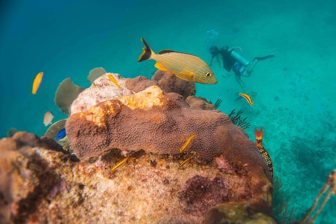 Local Dive in Playa del Carmen - Morning or afternoon, which works better?
