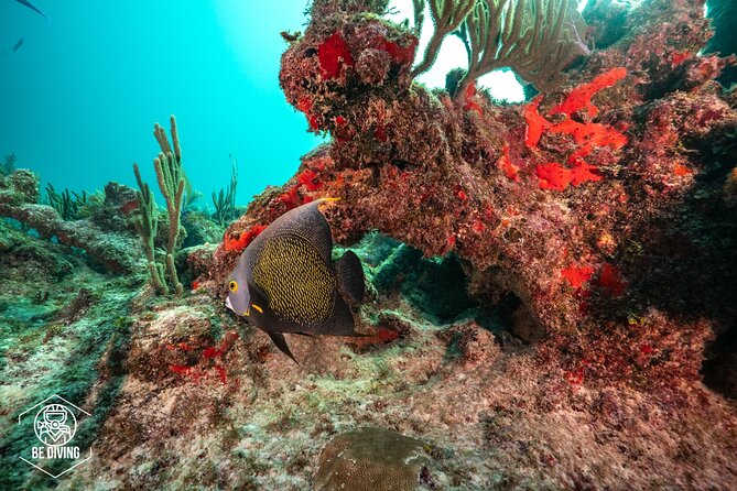 Local Dive in Playa del Carmen - Who should book this Playa del Carmen outing?