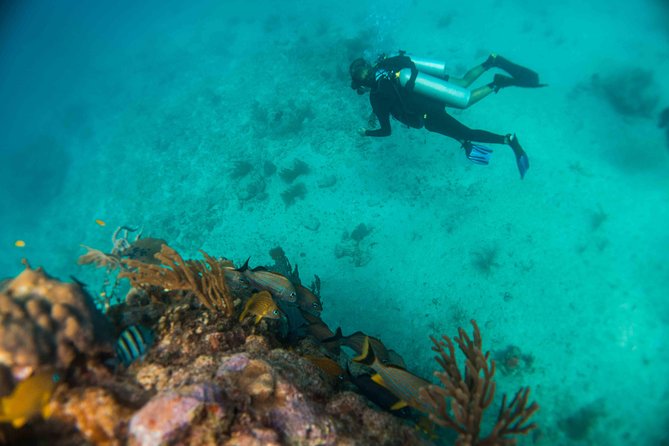 Local Dive in Playa del Carmen - Should you book it?