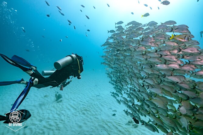 Local Dive in Playa del Carmen - What the two reef sessions are like