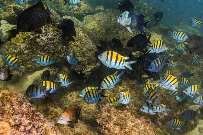 Magical Cenote and Paradise Lagoon Snorkeling Adventure - Who should book this excursion?