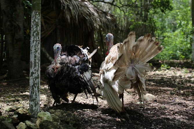 Mayan Backroads Private Bike Tour from Tulum - Lunch with a Mayan family in the jungle
