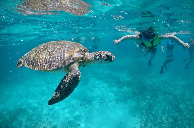 Mayan snorkeling (Akumal-Cenote-Caverna) - Who should book this tour?
