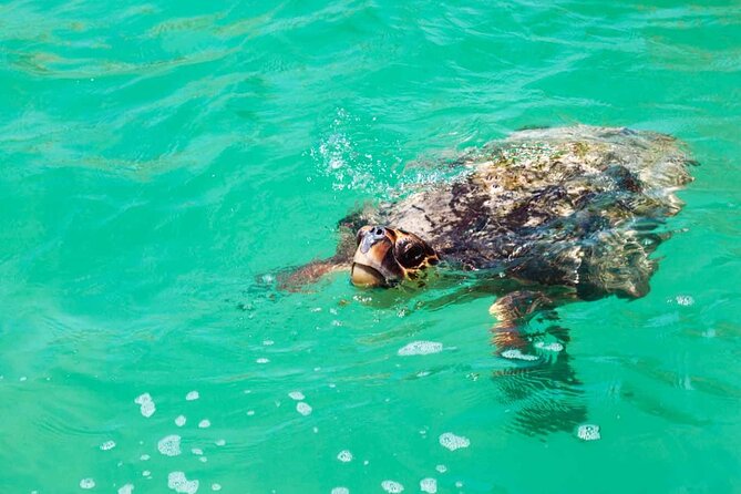 Nature Day, Sian Kaan Biosphere Tour! Round Transportation from Tulum City - Three hours on the water near Punta Allen