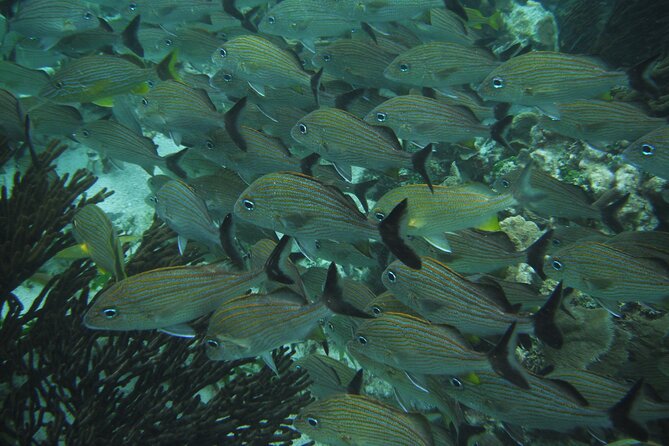 Nature Day, Sian Kaan Biosphere Tour! Round Transportation from Tulum City - Snorkeling, fish, and the huge natural pool