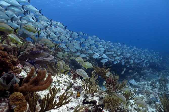 Open Water Diver 2-Day PADI Course in Playa del Carmen - Online theory before the pool work