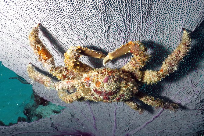 Open Water Diver 2-Day PADI Course in Playa del Carmen - Four boat-based sessions in open water