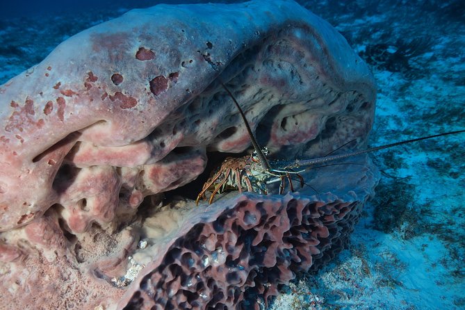 Open Water Diver course PADI including underwater video - What the three-day PADI course really gives you