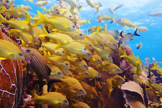 Open Water Diver course PADI including underwater video - The instructors are the biggest part of the value
