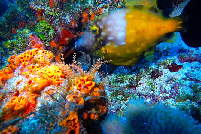 Open Water Diver course PADI including underwater video - What is included for $480