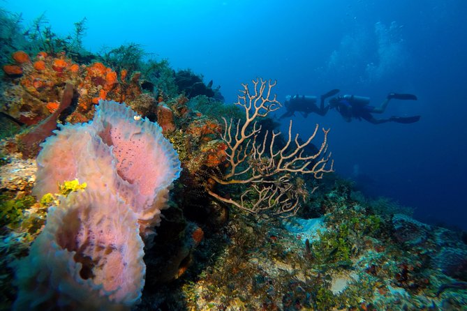Open Water Diver course PADI including underwater video - Who should book this course