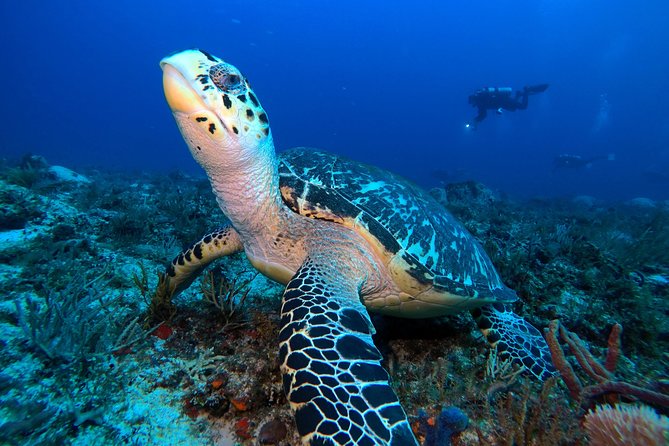 Open Water Diver course PADI including underwater video - Starting at Diversland in Playa del Carmen