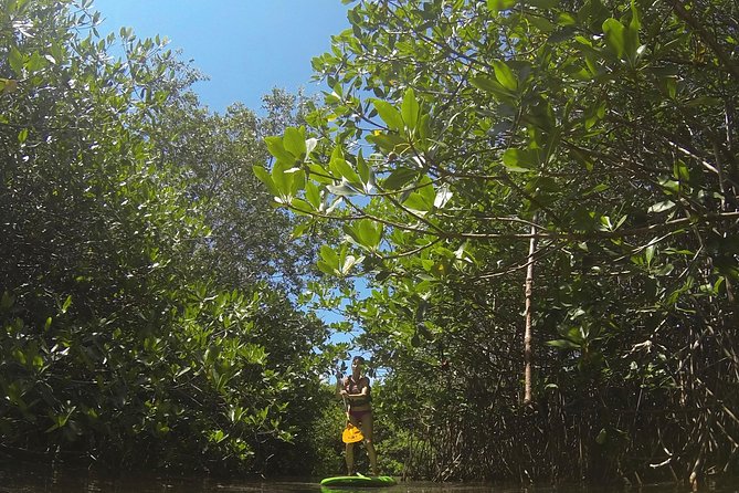 Paddleboard Cenote Tour - Is a private tour good value?