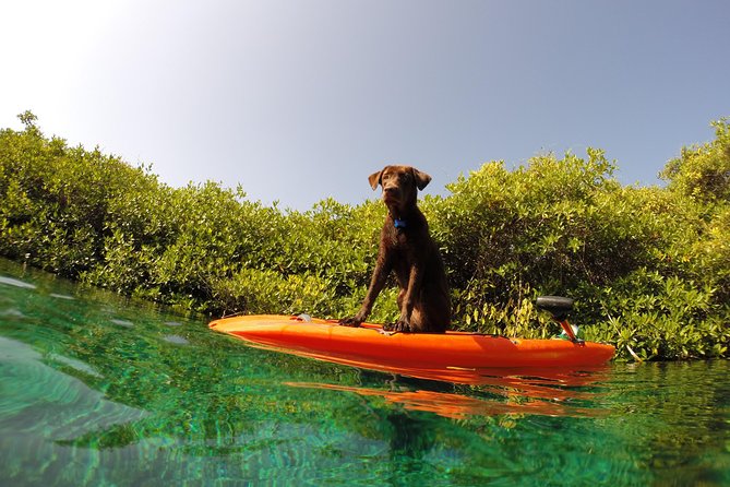 Paddleboard Cenote Tour - My take on the guide-led approach