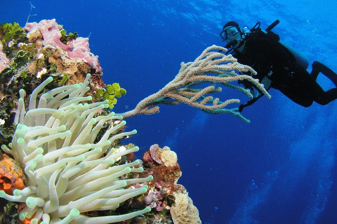PADI Discover Scuba Diving in Playa del Carmen - What this Playa del Carmen experience really offers