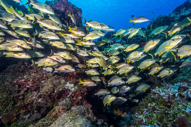PADI Discover Scuba Diving Program in the Riviera Maya - Why the instructors matter so much for beginners