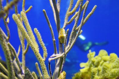 PADI Discover Scuba Diving Program in the Riviera Maya