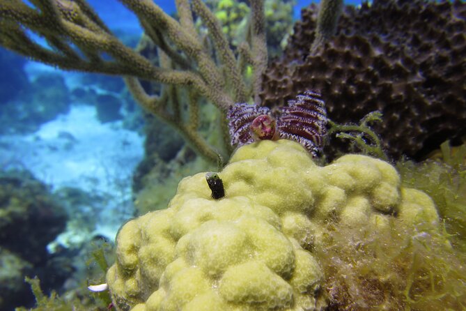 PADI Discover Scuba Diving Program in the Riviera Maya - Hotel pickup can save time, but confirm every detail