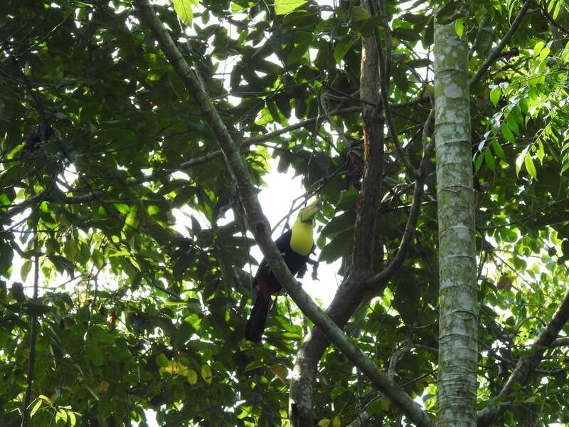 Playa del Carmen: Guided Birdwatching Hike - Why this birdwatching trip feels different from a beach excursion