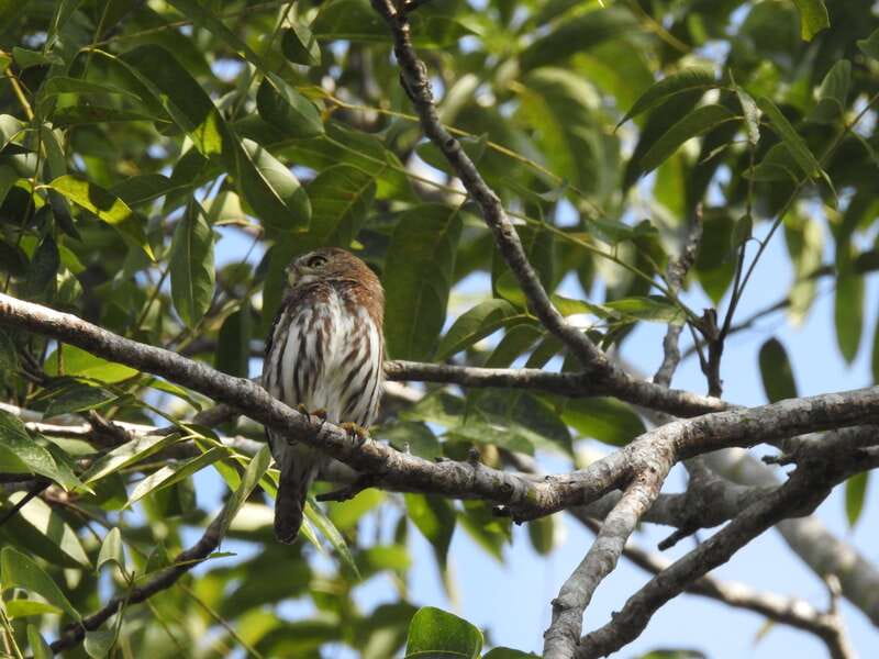 Playa del Carmen: Guided Birdwatching Hike - Three hours of wildlife viewing in Mayan jungle
