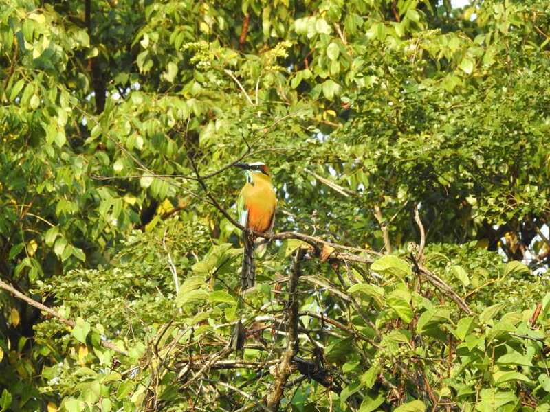 Playa del Carmen: Guided Birdwatching Hike - Coffee and snacks before the return ride