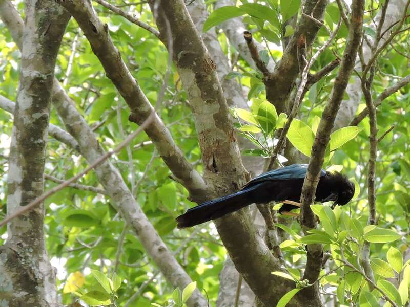 Playa del Carmen: Guided Birdwatching Hike - What you might see on the trail
