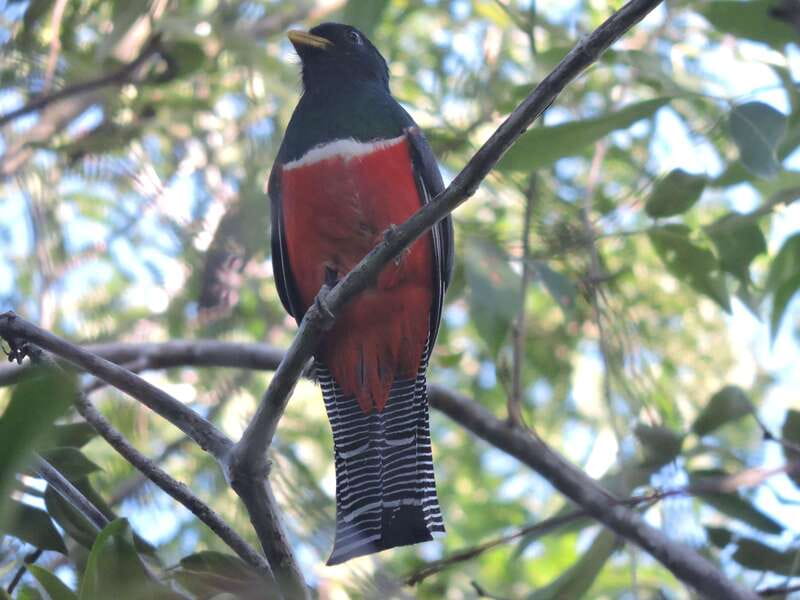 Playa del Carmen: Guided Birdwatching Hike - Practical ways to prepare