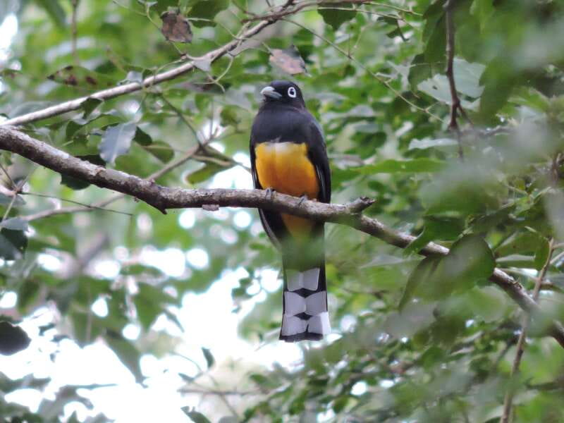 Playa del Carmen: Guided Birdwatching Hike - Should you book the Playa del Carmen birdwatching hike?