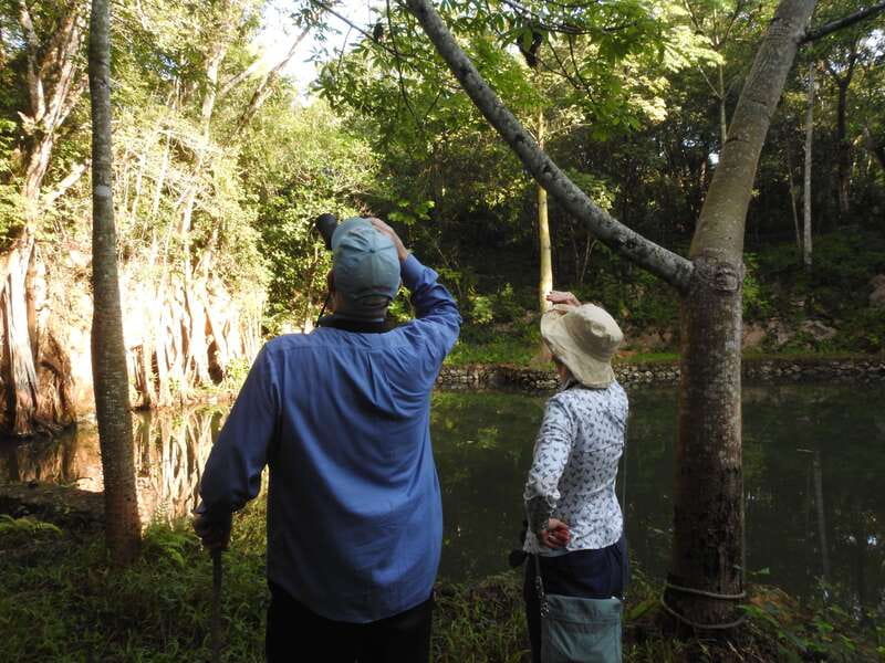 Playa del Carmen: Guided Birdwatching Hike - From Playa del Carmen to the Ruta de Los Cenotes