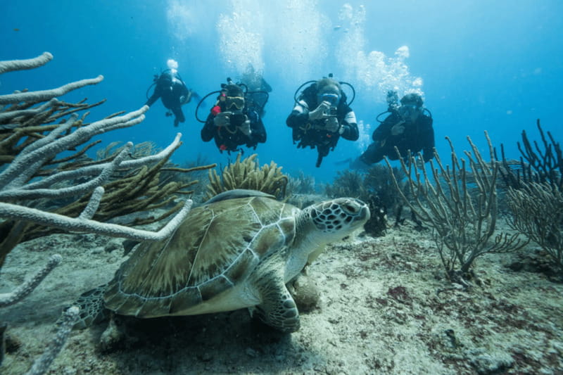 Playa del Carmen: Guided Reef Diving for Certified Divers - What the eight-hour Playa del Carmen trip is really like