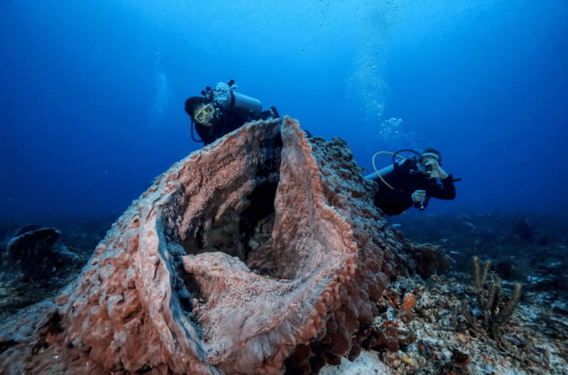 Playa del Carmen: Guided Reef Diving for Certified Divers - Two tanks, two sites, and changing depth