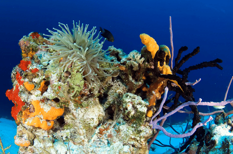 Playa del Carmen: Guided Reef Diving for Certified Divers - Who will enjoy this most