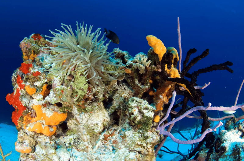 Playa del Carmen: Guided Reef Diving for Certified Divers - Getting comfortable before entering the Caribbean