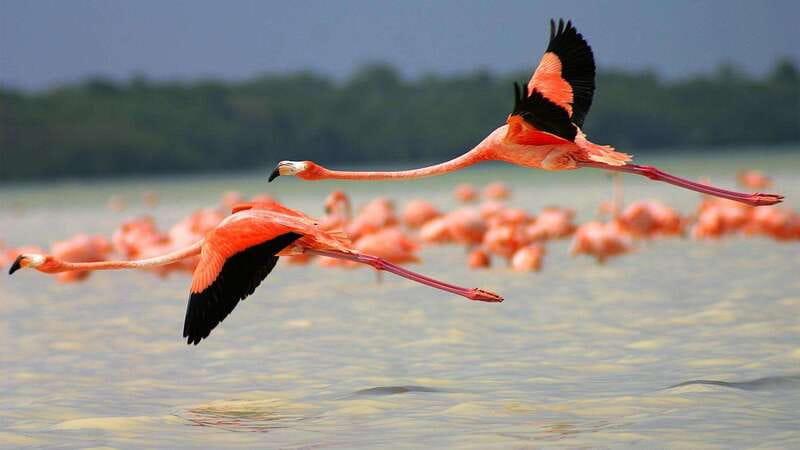 Playa del Carmen: Rio Lagartos and Las Coloradas Tour - Three hours in the Rio Lagartos Biosphere Reserve