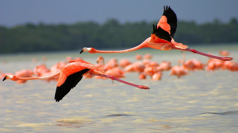 Playa del Carmen: Rio Lagartos and Las Coloradas Tour - Guide quality can shape the whole day