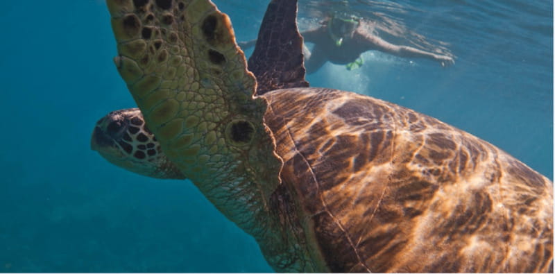 Playa del Carmen: Snorkel Tour at Local Reef - The 10-minute boat ride to the reef