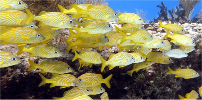 Playa del Carmen: Snorkel Tour at Local Reef - What the timing really means