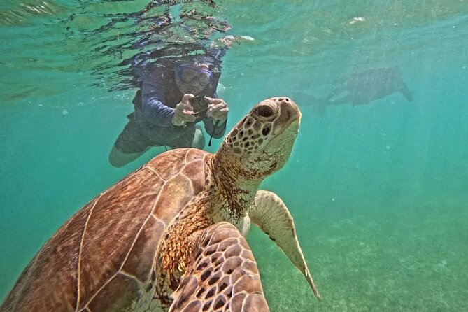 Playa del Carmen Tour Akumal Swimming With Turtles And Lagoon Yal Ku - Key points to know before booking
