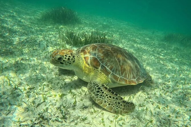Playa del Carmen Tour Akumal Swimming With Turtles And Lagoon Yal Ku - Two water worlds near Playa del Carmen
