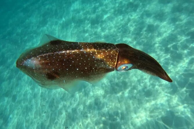Playa del Carmen Tour Akumal Swimming With Turtles And Lagoon Yal Ku - What a private tour with Henry changes