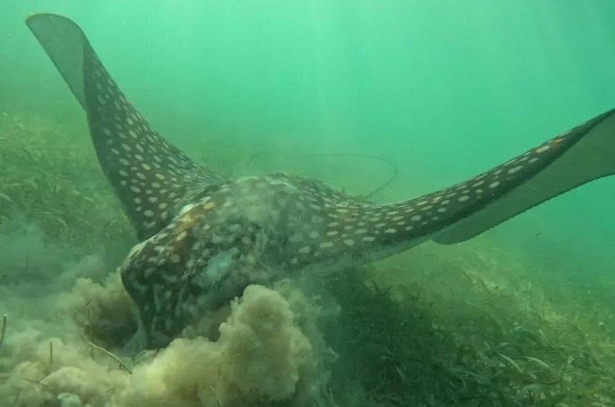 Playa del Carmen Tour Akumal Swimming With Turtles And Lagoon Yal Ku - Is $195.93 per person a fair price?
