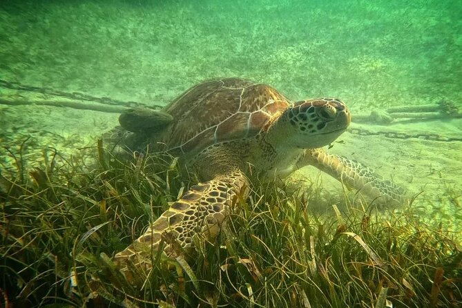 Playa del Carmen Tour Akumal Swimming With Turtles And Lagoon Yal Ku - Timing, pickup, and what to clarify