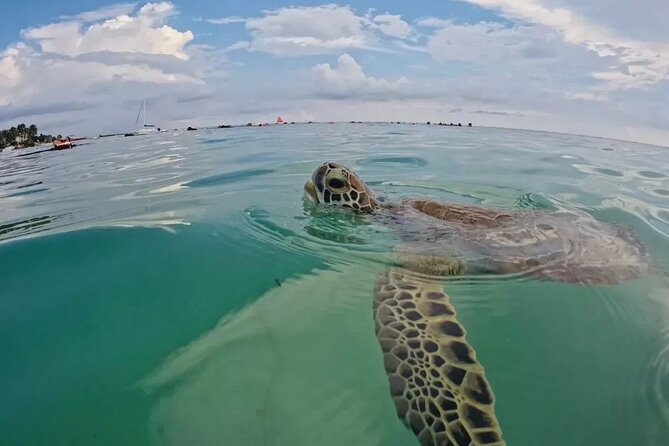 Playa del Carmen Tour Akumal Swimming With Turtles And Lagoon Yal Ku - Who will enjoy this Akumal morning?