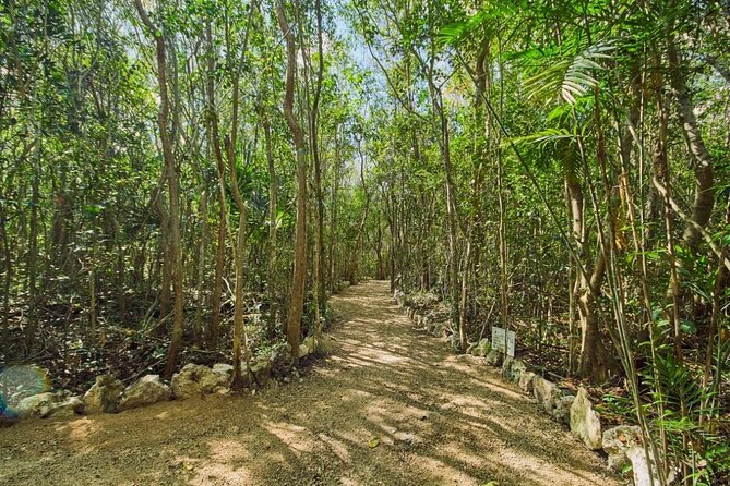 Private 4Cenote Experience, swim in the heart of the Mayan Jungle - What the jungle walk adds