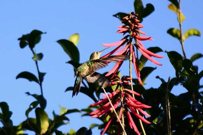 Private Birdwatching Tour in Sian Ka'an Muyil - The Muyil archaeological site and its trading past