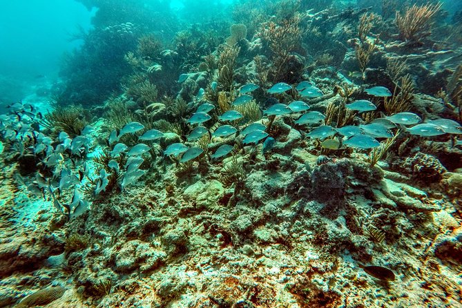 Private Cenote & Snorkeling Tour with Turtles in Akumal - Lunch and the human side of the day
