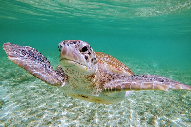 Private Cenote & Snorkeling Tour with Turtles in Akumal - Who should book this experience