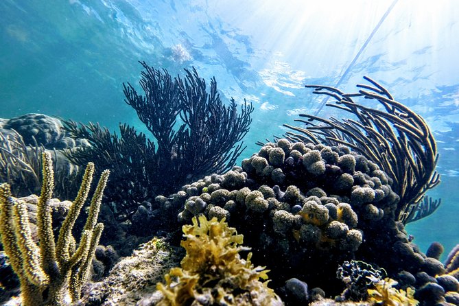 Private Cenote & Snorkeling Tour with Turtles in Akumal - Booking details worth checking