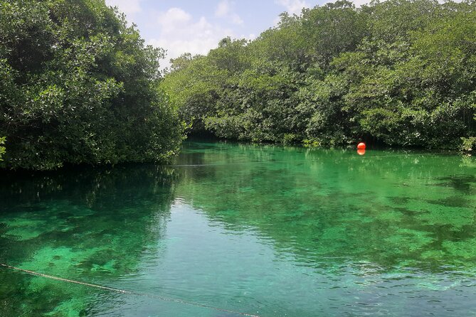 Private Cenotes tour - Swimming among mangroves at Casa Cenote