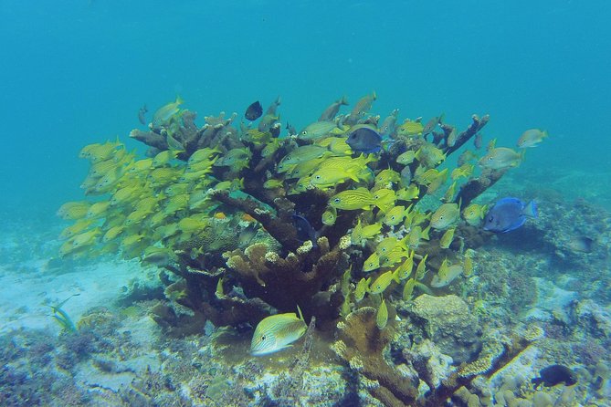 Private Escape: Isla Contoy & Isla Mujeres with Snorkeling - A Caribbean lunch on the beach